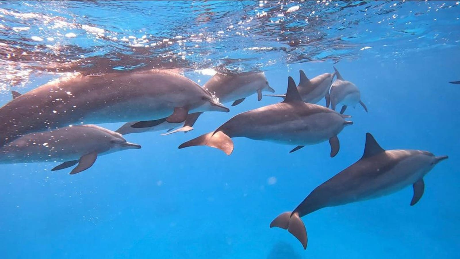 A Dolphin's Dream 2