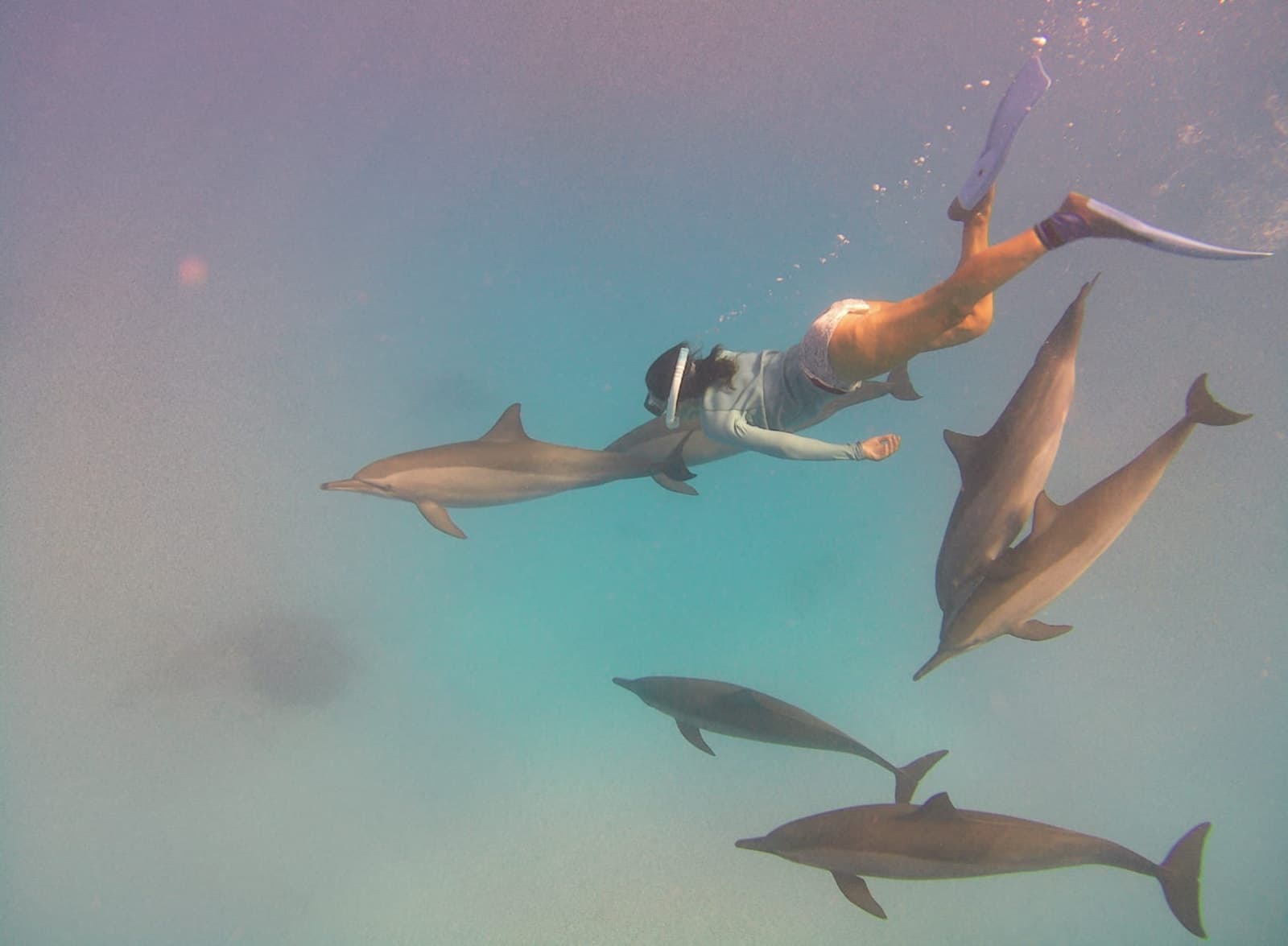A Dolphin's Dream 3