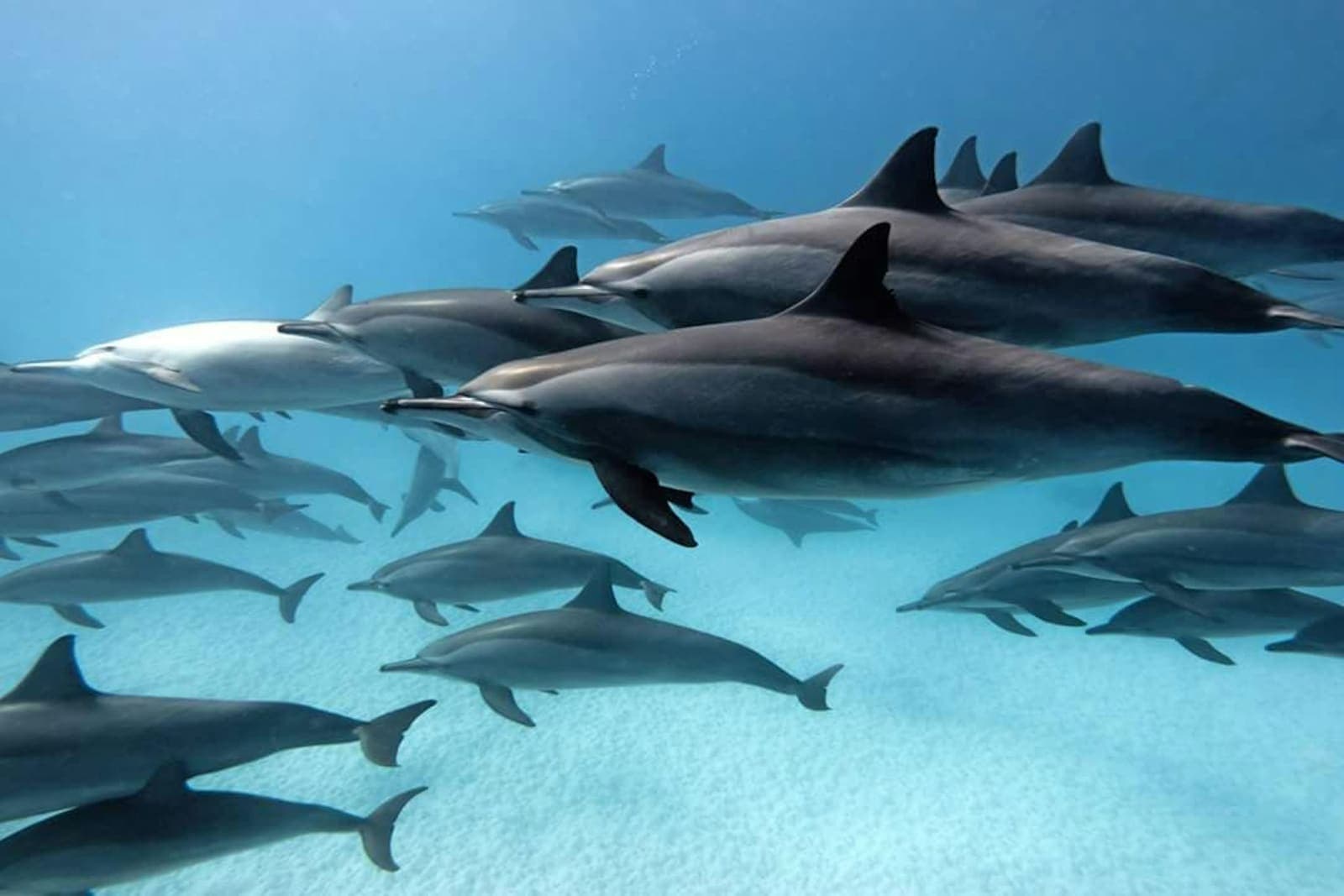 A Dolphin's Dream 4