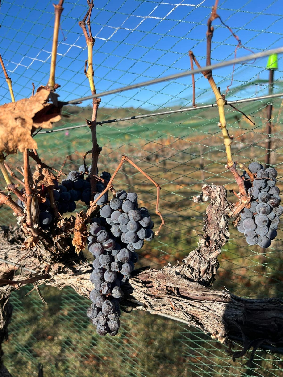 Hassayampa Farm & Vineyard