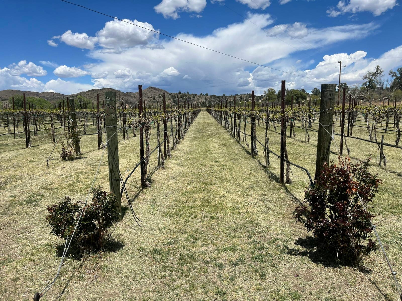 Hassayampa Farm & Vineyard 2