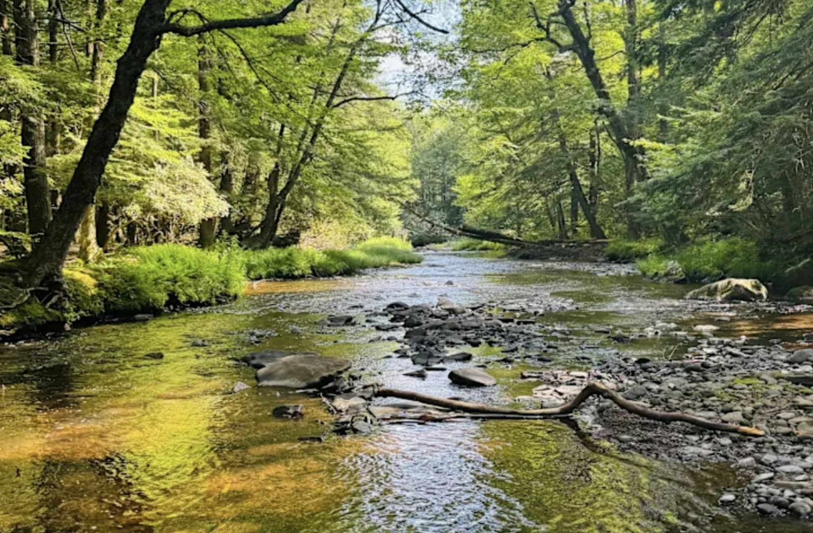 Nature Forest Retreat 3