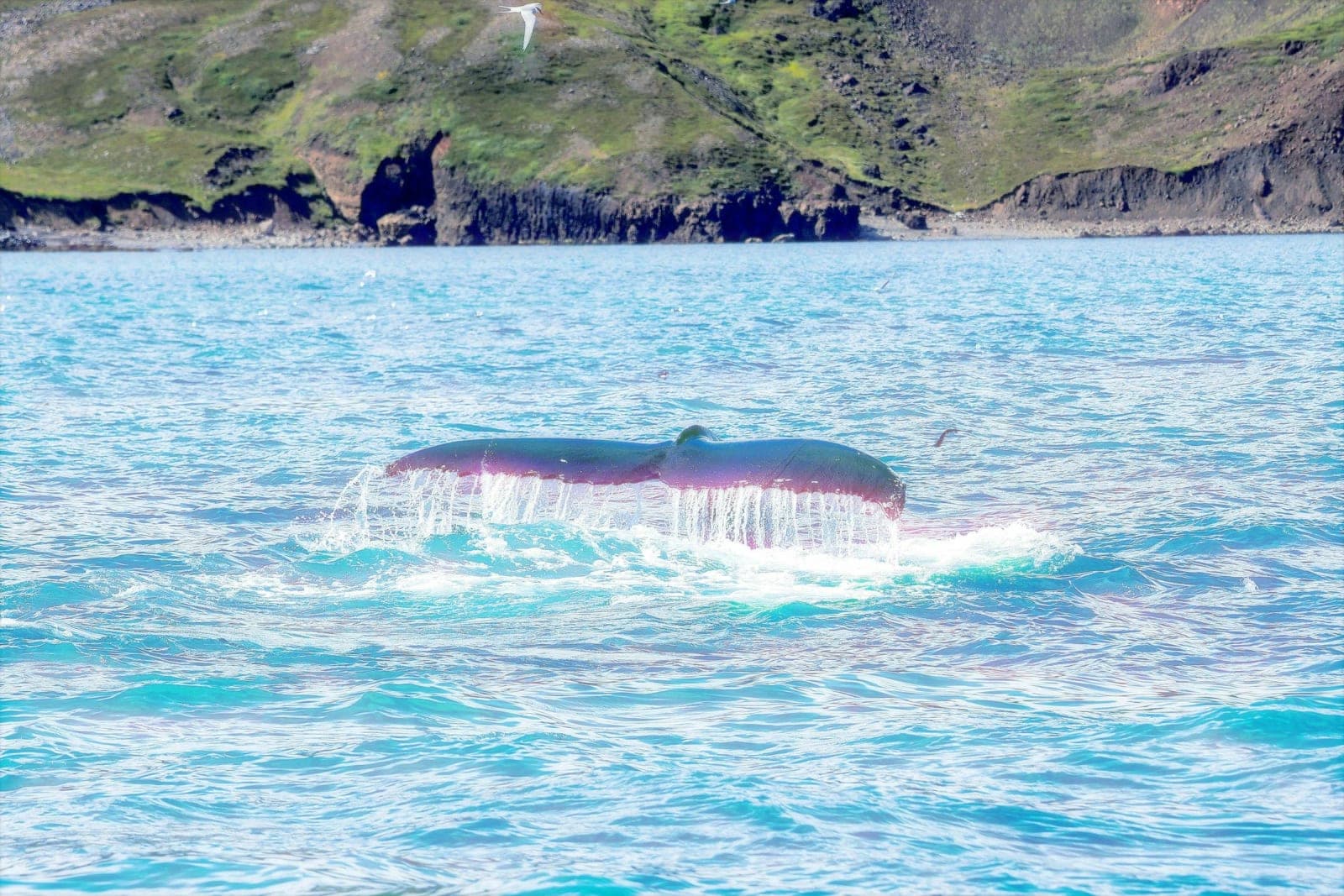 5-Day Spiritual Retreat in Hawaii: "Return to Lemuria" 2