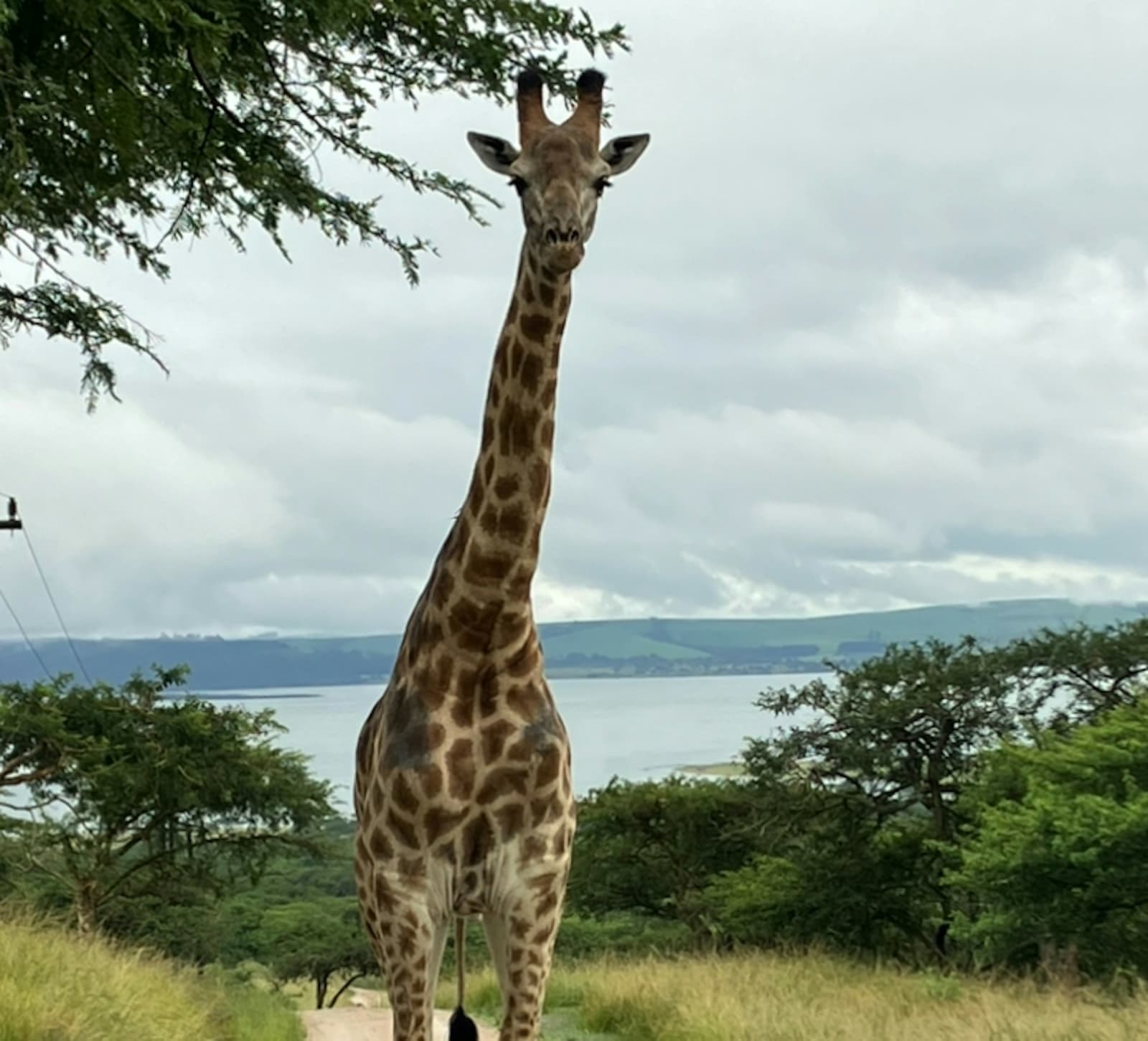 InnerTreat amongst the African Animals 5