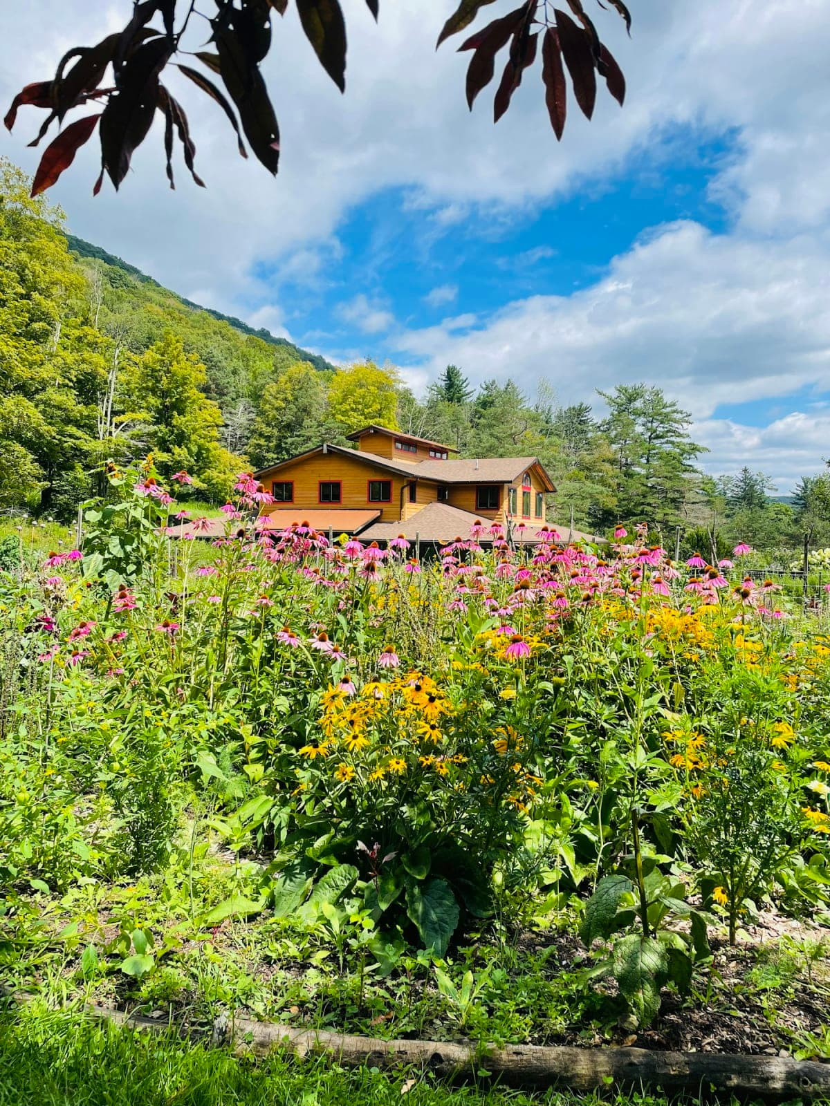 Cultivating Joy: A mindfulness and ketamine retreat