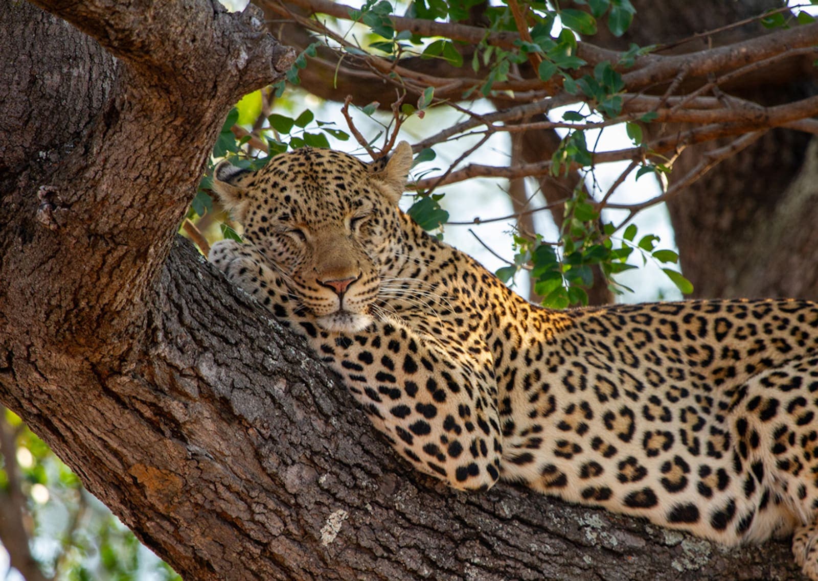 5 Day Luxury Womens Wellness Safari Retreat: Wild Awakening 3