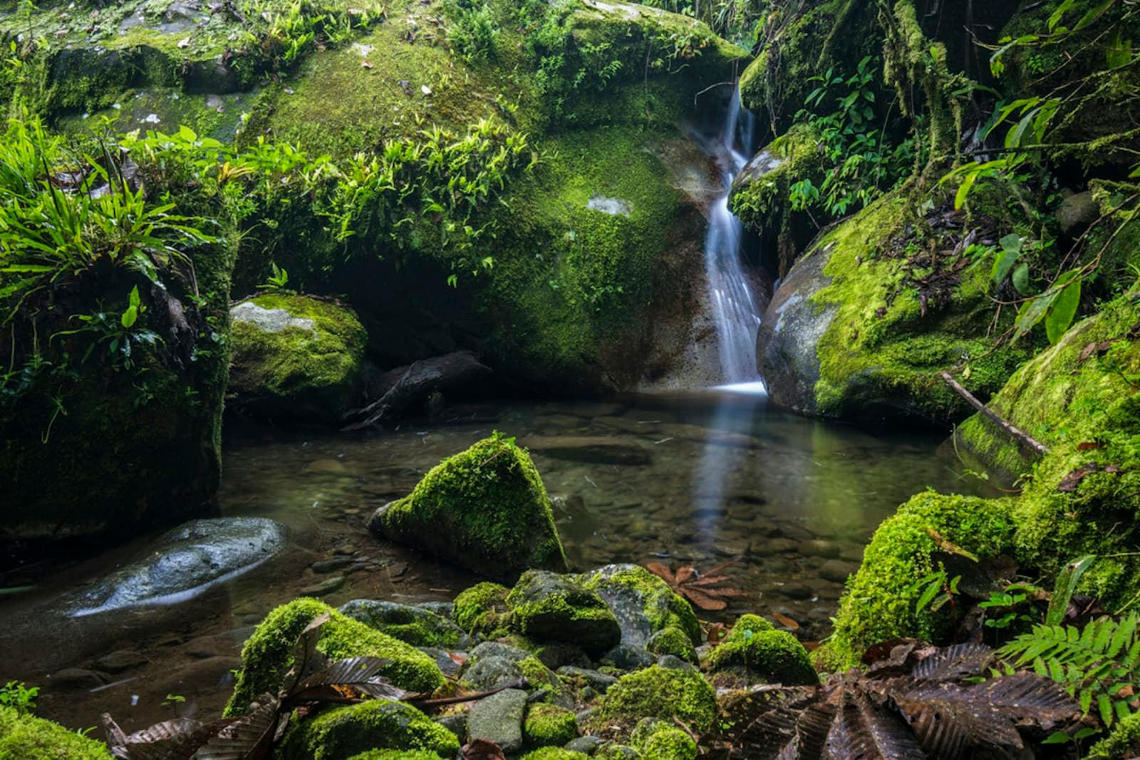 Selva Dance Retreat 7.0: Somatic Dance & Embodiment in Costa 1